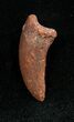 Unidentified Theropod Claw - Tegana Formation #1344-1